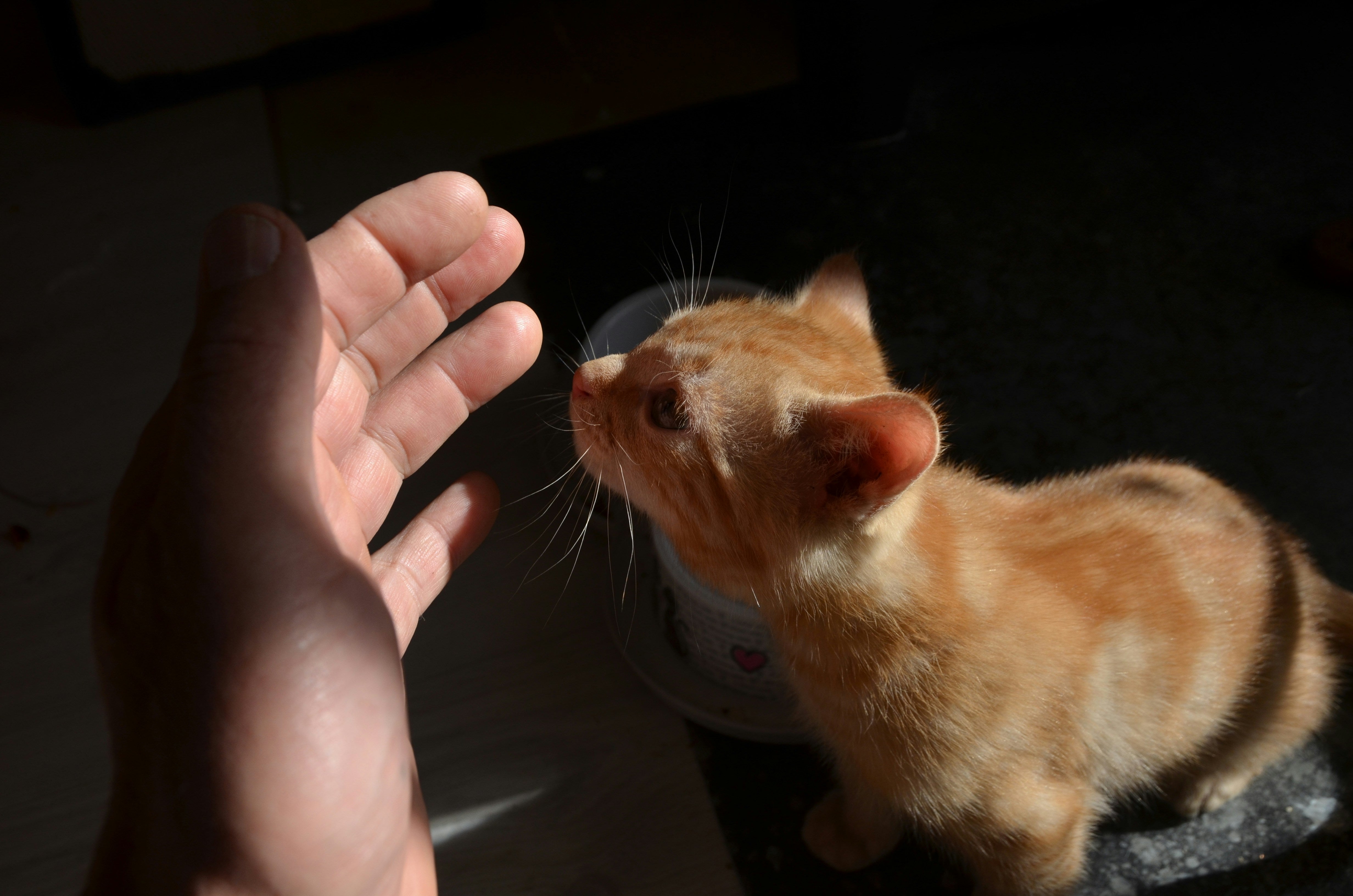 How Scent Strengthens Bonding | Duchess & Rex