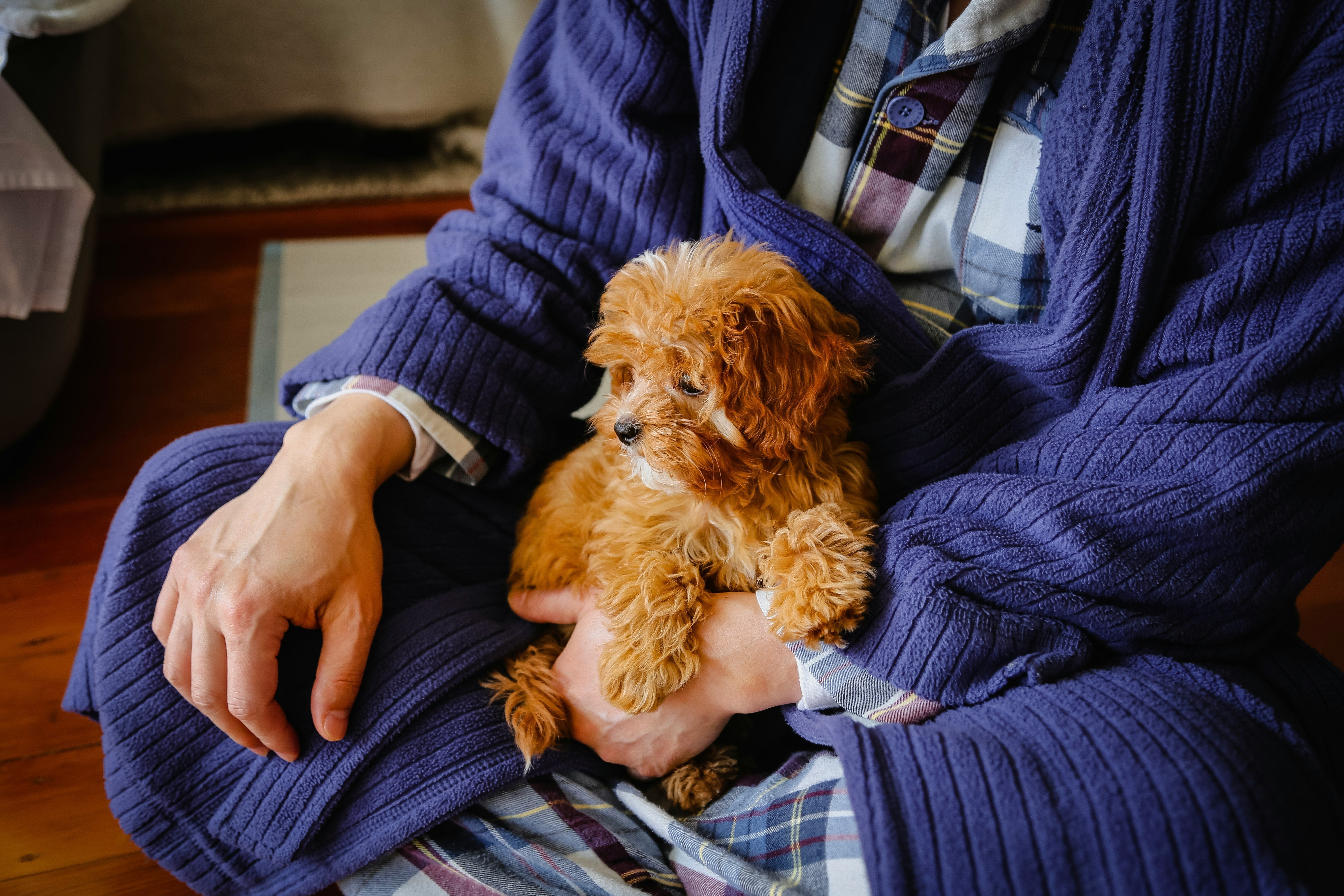 Pet Wellness Goes Luxury | Duchess & Rex