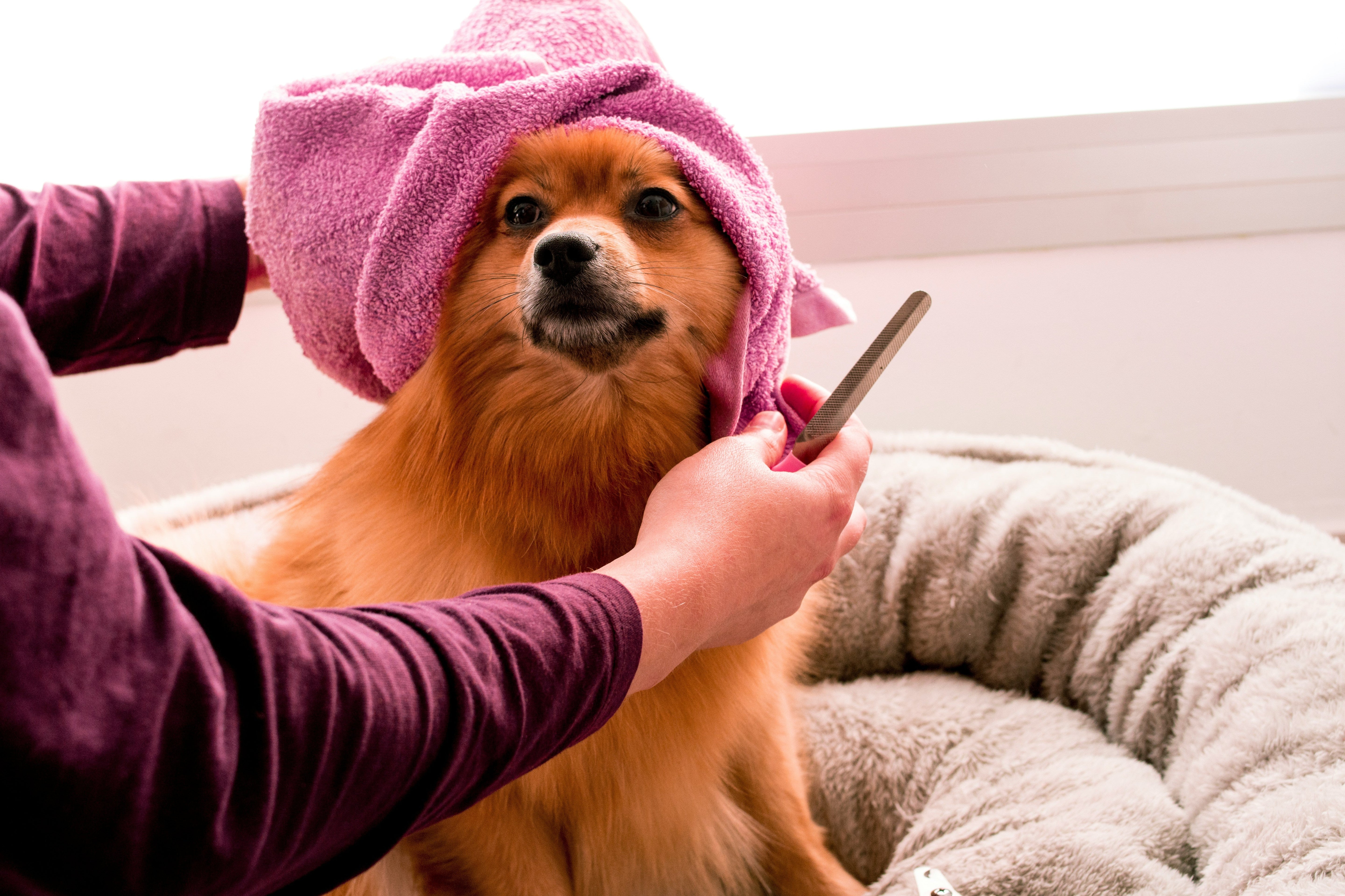 DIY Pet Spa Night | Duchess & Rex