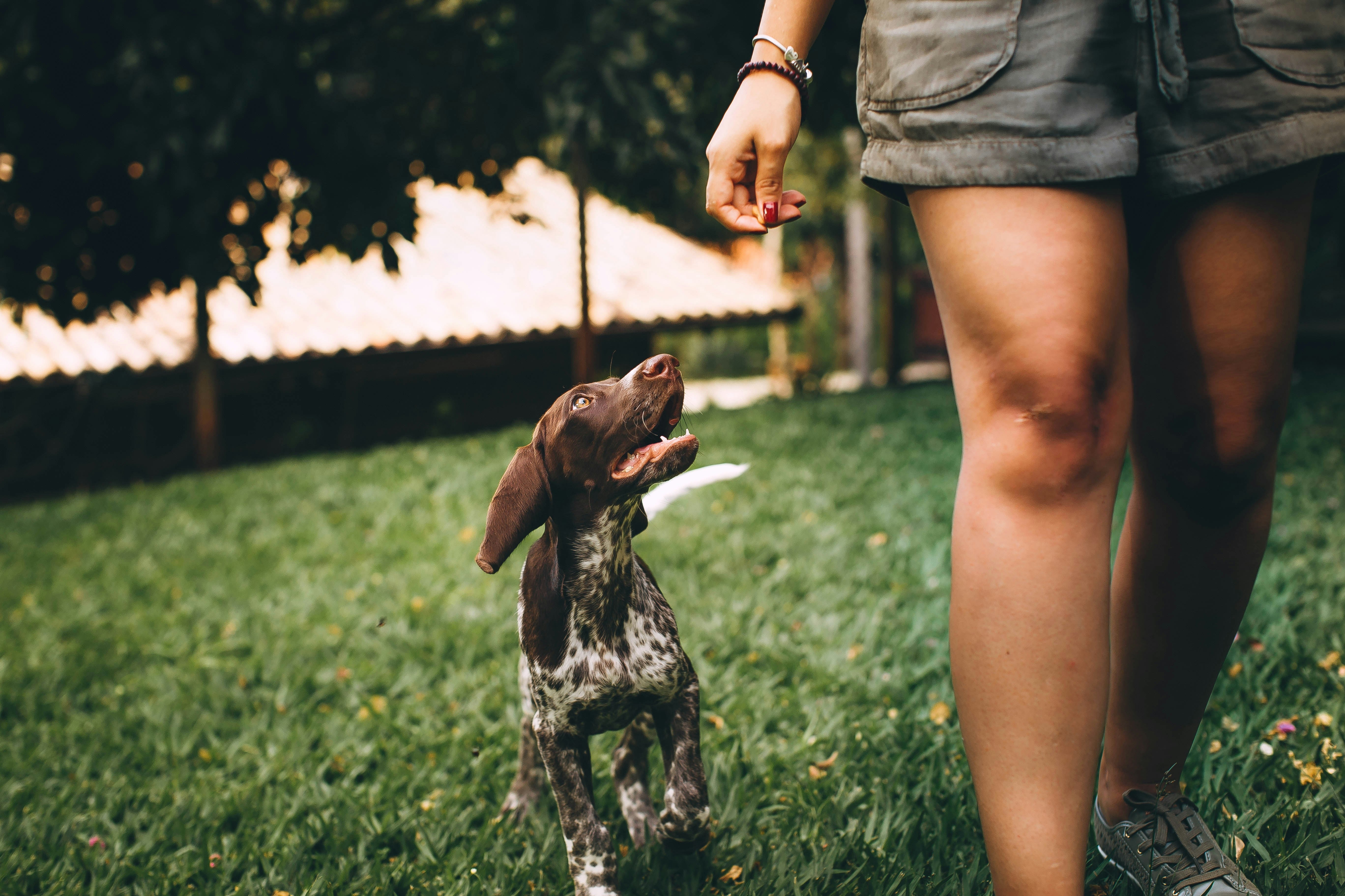 The Rise of Luxury Pet Care | Duchess & Rex