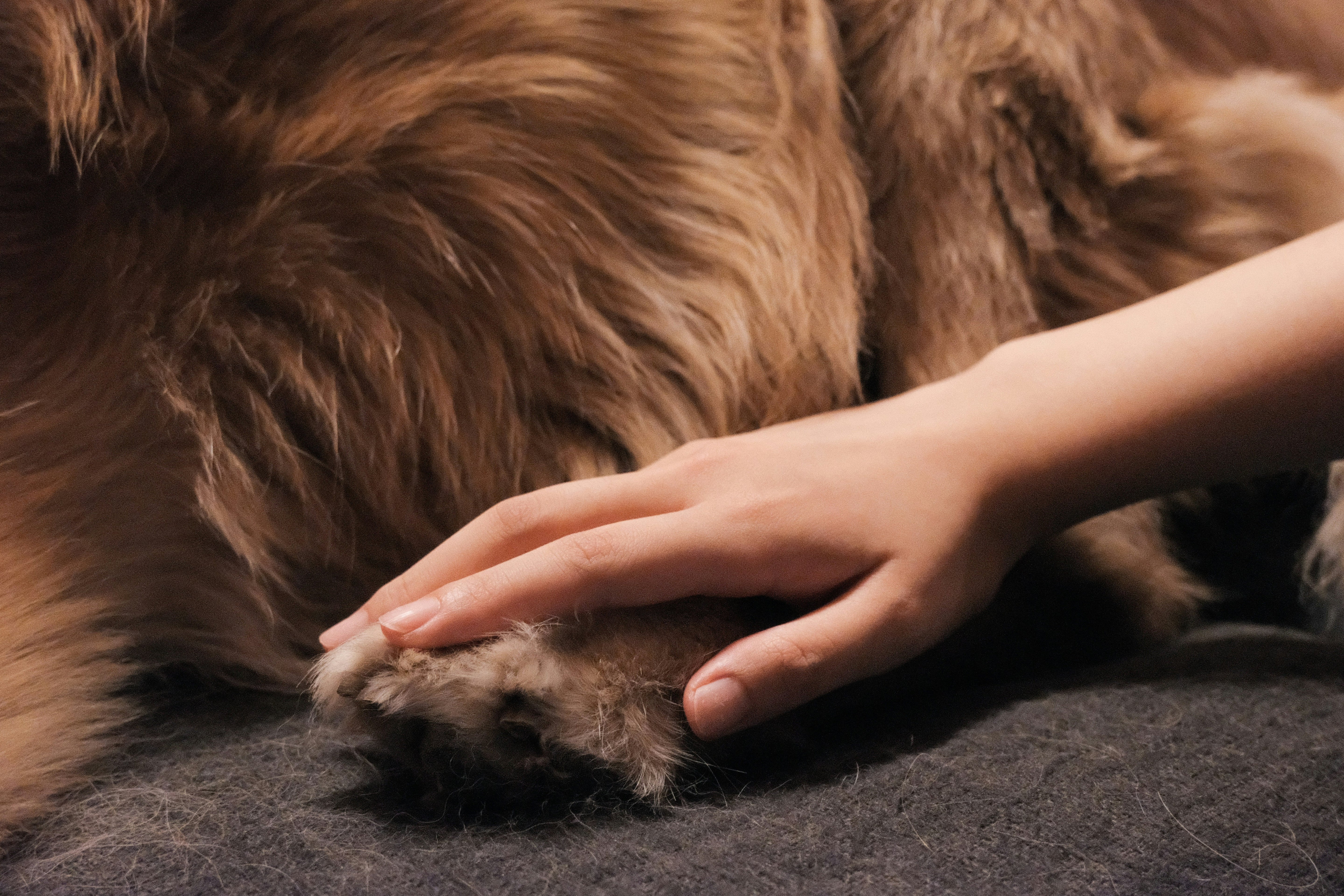 Your Pet’s Ultimate Grooming Routine | Duchess & Rex