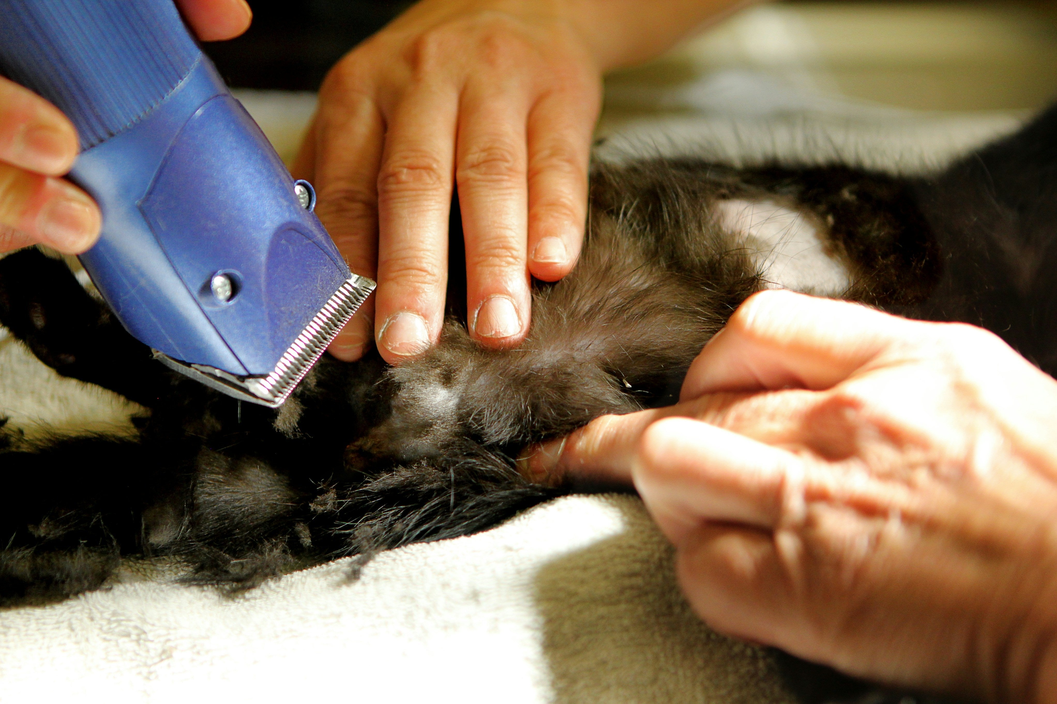 How to Build a Luxury Grooming Routine for Your Pet | Duchess & Rex