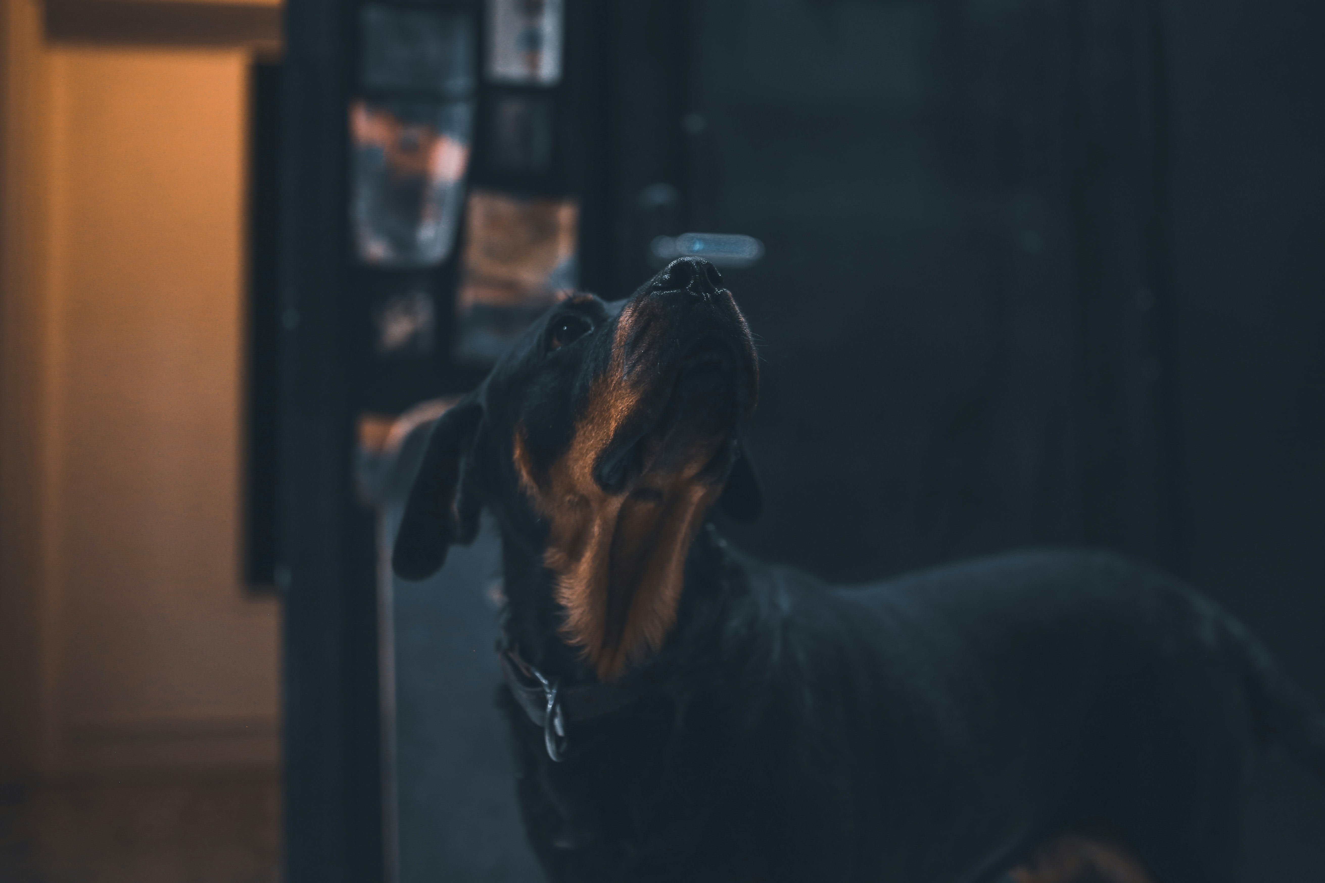 How Scent Strengthens Bonding | Duchess & Rex