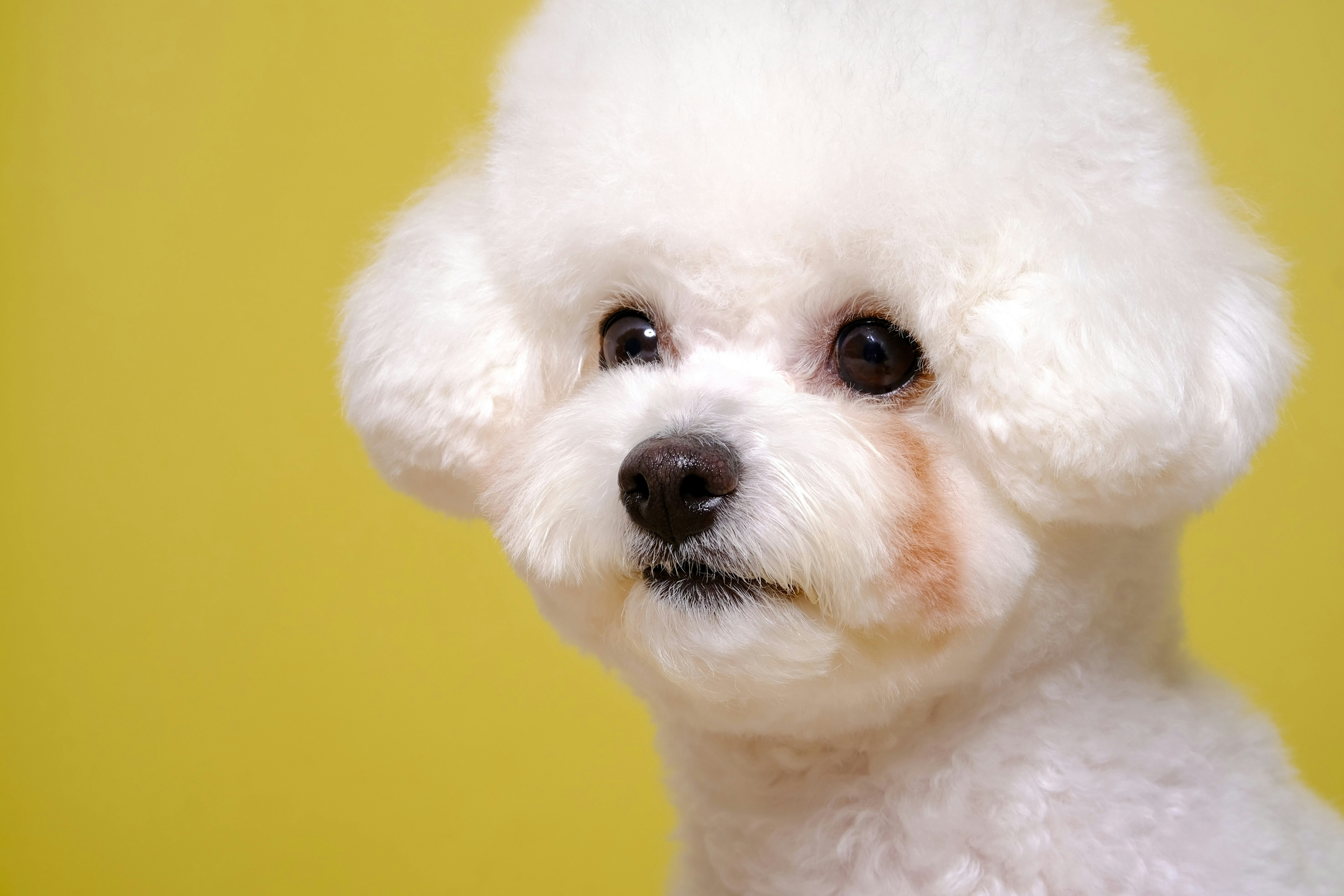 History of Pet Pampering | Duchess & Rex