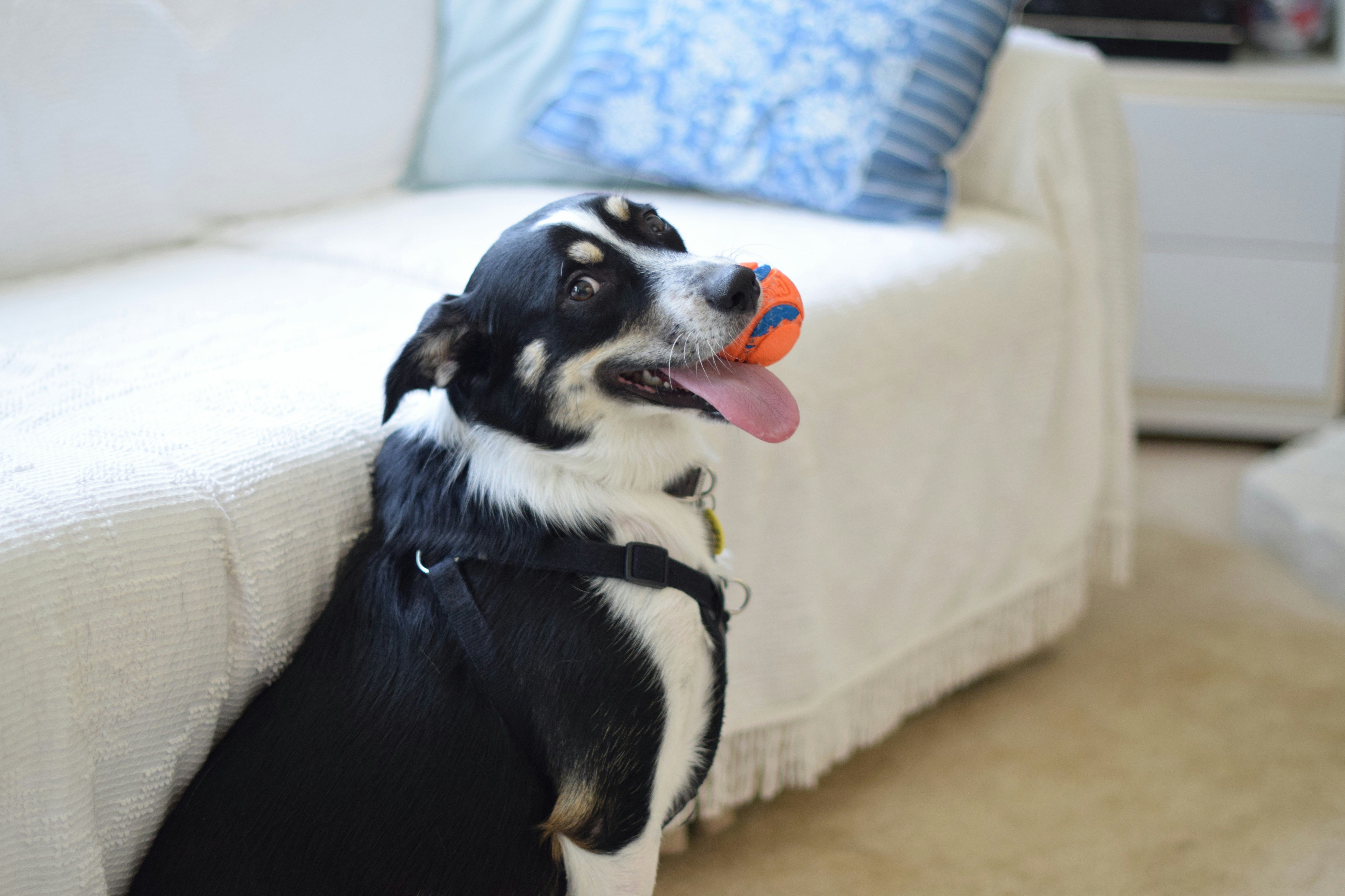 Understanding Your Pet's Personality | Duchess & Rex