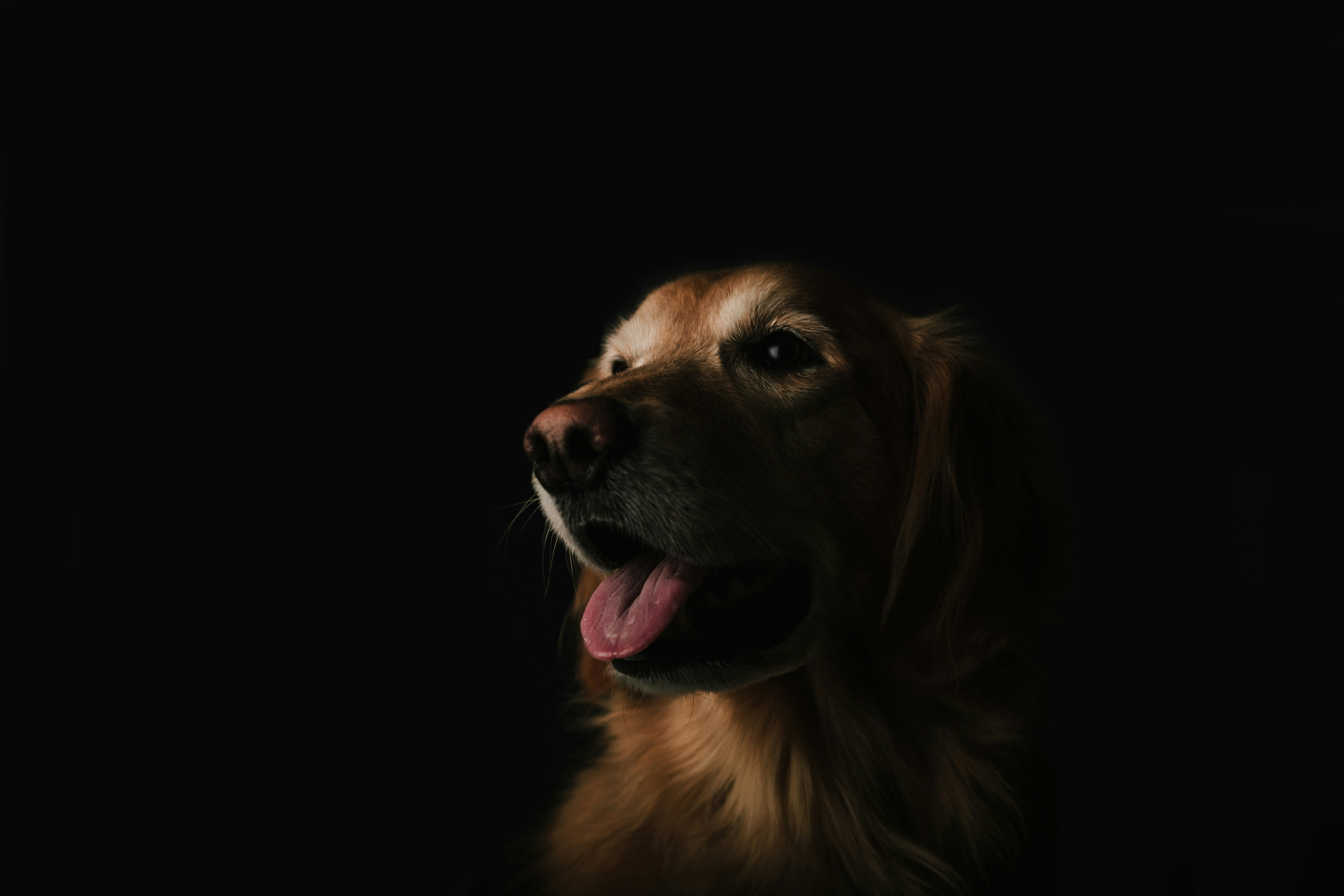 Signs Your Pet Has a Strong Personality | Duchess & Rex
